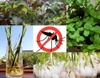 Các cách đuổi muỗi, diệt muỗi hiệu quả cho cả gia đình
