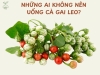 NHỮNG AI KHÔNG NÊN UỐNG CÀ GAI LEO? LƯU Ý QUAN TRỌNG ĐỂ SỬ DỤNG HIỆU QUẢ