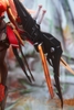 MÔ HÌNH C.C.CHALCOSOMA - (Caucasus Beetle) - 1/7 Complete Figure (HOWLING STAR) FIGURE CHÍNH HÃNG