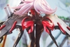MÔ HÌNH C.C.CHALCOSOMA - (Caucasus Beetle) - 1/7 Complete Figure (HOWLING STAR) FIGURE CHÍNH HÃNG