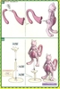 Mô Hình Lắp Ráp Pokemon PLAMO COLLECTION SERIES MEWTWO của Bandai Nhật Bản