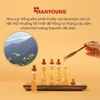Rễ nhân sâm hoang dã Manyoung