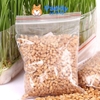 Hạt Giống Trồng Cỏ Lúa Mì Bổ Trợ Tiêu Hóa Cho Mèo 100g