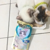 Pate Mèo Con Nekko Kitten Mousse 70g