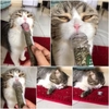 Cỏ Mèo Bạc Hà Catnip Cho Mèo