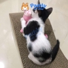 Bàn Cào Móng Giấy Cho Mèo + Tặng Cỏ Mèo