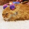 Cây Lăn Mát Xa Cho Mèo Thư Giãn CattyMan