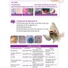 VIBRIO CLEAR - Chuyên trị xây xát, lở loét, vi khuẩn G- và G+