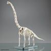 [HÀNG SẴN] BANDAI MÔ HÌNH LẮP RÁP KHỦNG LONG PLANNOSAURUS Brachiosaurus (CÓ KHUNG XƯƠNG)