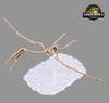 [HÀNG SẴN] BANDAI MÔ HÌNH LẮP RÁP PLANNOSAURUS JURASSIC WORLD Quetzalcoatlus