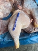 Đùi gà góc 1/4 AJC Mỹ  thùng 15kg
