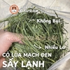 Cỏ Lúa Mạch Đen Cho Thỏ, Bọ Ú, Chinchilla Ăn Vặt Thơm Ngon 250g
