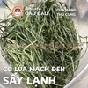Cỏ Lúa Mạch Đen Cho Thỏ, Bọ Ú, Chinchilla Ăn Vặt Thơm Ngon 250g