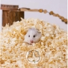 Mùn Cưa Lót Chuồng Cho Thỏ, Bọ Ú, Hamster, Chinchilla 1kg