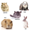 Sữa Tắm Khô Marsa Cho Thỏ, Bọ Ú, Hamster, Chinchilla 100ml