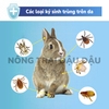 Thuốc Diệt Ve Rận, Bọ Chét, Mạt Cho Thỏ, Bọ Ú, Chinchilla Hiệu DrBunny Tuýp 0.75ml