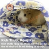 Túi Ngủ Trú Ẩn Cho Bọ Ú Chuột Lang Vải Thoáng Mát