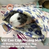 Túi Ngủ Trú Ẩn Cho Bọ Ú Chuột Lang Vải Thoáng Mát