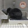 Máng Cỏ Khô Cho Bọ Ú, Thỏ, Chinchilla Khay Cỏ Tiện Lợi, Sức Chứa Lớn