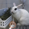 Máng Cỏ Khô Cho Bọ Ú, Thỏ, Chinchilla Khay Cỏ Tiện Lợi, Sức Chứa Lớn