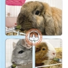 Bột Cỏ Phục Hồi Sức Khoẻ Khẩn Cấp Cho Thỏ, Bọ Ú, Chinchilla DrBunny Procare DR359 150g