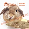 Cây Đu Đủ Sấy Khô Cho Thỏ, Bọ Ú, Chinchilla, Hamster Mài Răng