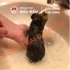 Sữa Tắm Bioline Cho Bọ Ú, Hamster, Nhím, Rat, Thú Nhỏ 200ml