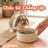 Chén Ăn Chống Lật Cho Thỏ, Bọ Ú, Chinchilla, Chó, Mèo Chất Liệu Gốm Sứ Cao Cấp