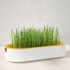 Khay trồng cỏ mèo Oval - Giúp tăng khả năng tiêu hóa