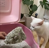 [4KG] CÁT VỆ SINH CHO MÈO KIMIKO (9L) - HƯƠNG HOA NHÀI TRUNG HÒA MÙI - TIẾT KIỆM THỜI GIAN DỌN DẸP CHO MÈO
