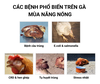 Các Bệnh Thường Gặp Ở Gà Mùa Nắng Nóng: Phòng Ngừa & Điều Trị Hiệu Quả