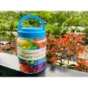 Lọ CHỮ THƯỜNG 5 colors Lowercase Letters Transparent 78 chi tiết 3+