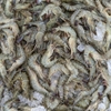 Tôm sú tươi nguyên chất 100% - ảnh 4