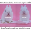 Sữa tắm khô 🐹FREESHIP🐹 Sữa Tắm Khô Thái Lan Dạng Xịt Phun Thành Phần TỰ NHIÊN Cho Thỏ , Bọ , Sóc Bắc Mỹ.