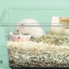 Lót Chuồng Hamster Trà Xanh 🐹FREESHIP🐹 Trà Xanh Lót Chuồng Khử Mùi Yee Cho Hamster, Bear, Robo, WinterWhite .....