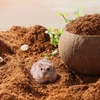 Lót Chuồng Hamster Mùn Dừa Bucatstate 🐹FREESHIP🐹 Mùn Dừa Bucatstate Xơ Dừa Lót Ổ Cho Hamster, Bò Sát