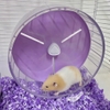 Wheel Đồ Chơi Hamster 🐹 𝐁𝐮𝐜𝐚𝐭𝐬𝐭𝐚𝐭𝐞 🐹 Wheel Candy Bucatstate Chính Hãng Êm Chống Ồn Cho Hamster