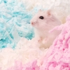 Giấy Lót Kẹo Bông Bucatstate 🐹FREESHIP🐹 Giấy Bông Mềm Mại Không Bụi Bảo Vệ Hô Hấp Giấy MarshMallow