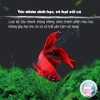 ALGAECIDE Ngăn Ngừa Rêu Tảo 🐟 FREESHIP 🐟 YEE Hạn Chế Rêu Tảo An Toàn Không Gây Hại Cho Cá