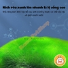 Mầm Rêu Xanh Yee Algal Spores (HỘP 95G) - Nuôi Trồng Và Duy Trì Thảm Rêu Xanh Cho Bể Cá Cảnh Và Tép