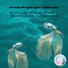 Cám Cá Betta Yee Fighting Fish 🐟 FREESHIP 🐟 Thức Ăn Đặc Biệt Cân Bằng Dinh Dưỡng Thúc Size Kích Màu