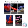 Chế Phẩm Sinh Học Yee White Spot Phòng Nấm Trắng Cho Cá 🐟 FREESHIP 🐟Hiệu Quả Ngay Từ Lần Đầu Sử Dụng