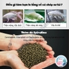 [Hạt nổi] Cám Cá Chép Sư Tử Bessn Butterfly 🐟FREESHIP🐟 Thức Ăn Lên Màu Cá Giàu Đạm Tảo Xoắn Vitamin