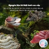 Thức Ăn Rùa Cảnh 🐟 FREESHIP 🐟 Yee Turtle Feed Dinh Dưỡng Phát Triển Khỏe Mạnh Mai Rùa Đẹp Tự Nhiên
