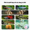 Thức Ăn Cá Neon - Cám Cá Nhỏ 🐟 FREESHIP 🐟 Yee FishFood Giúp Cá Cân Bằng Dinh Dưỡng Lên Màu Siêu Đẹp