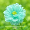 Hoa - Hoa cúc pháp xanh dương nhạt