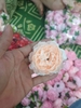Hoa - hoa mẫu đơn cam nhạt