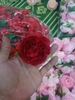 Hoa - hoa mẫu đơn đỏ