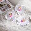 Hoa lan hồ điệp-Trắng