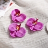 Hoa lan hồ điệp-Tím